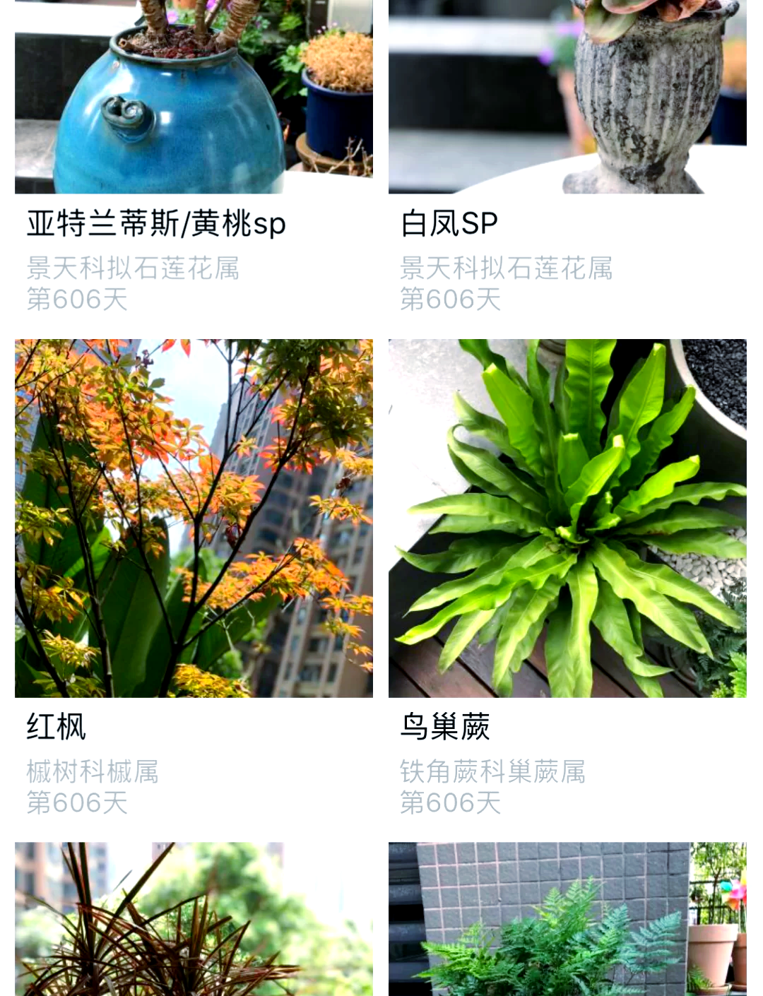 植物记录app苹果版植物大战僵尸经典版苹果版