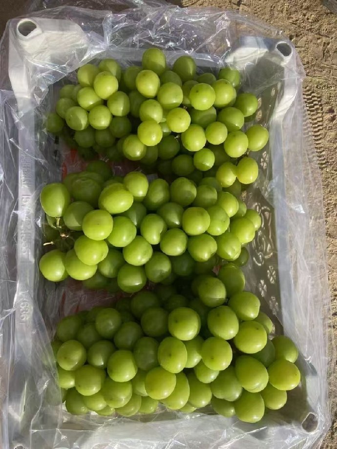 葡萄购苹果版葡萄科技app-第2张图片-太平洋在线下载