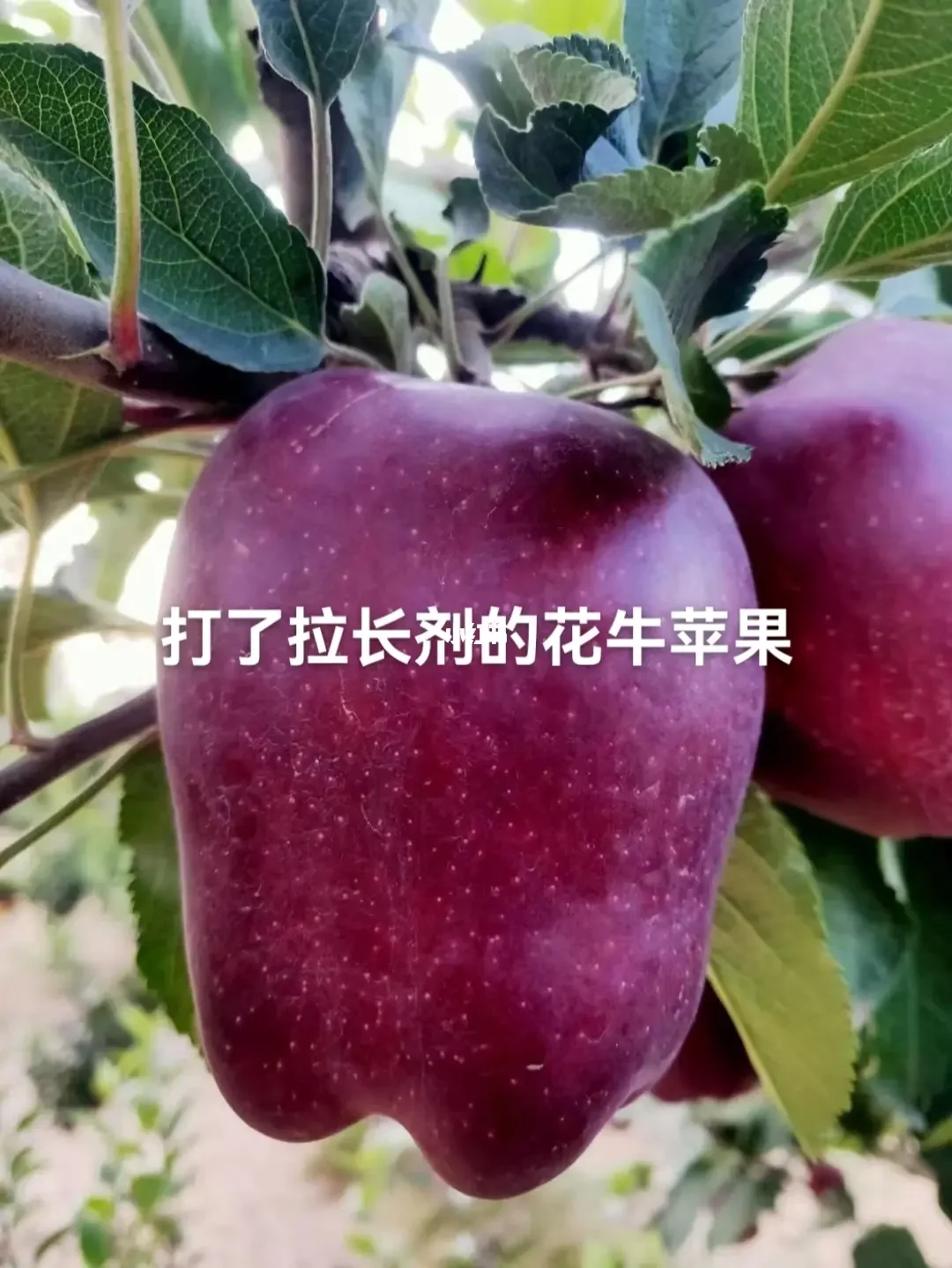 苹果版除草剂小麦田最新除草剂