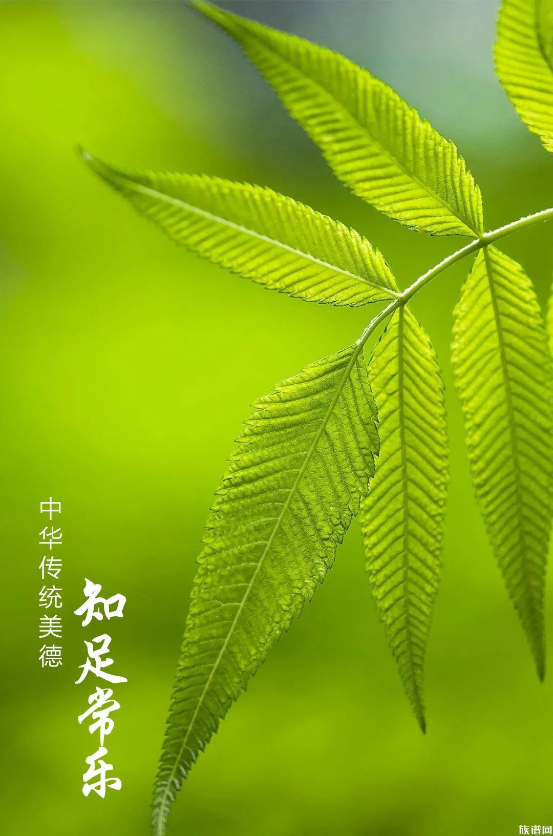 美德手机版弘扬中华优秀传统文化争做美德少年小报-第2张图片-太平洋在线下载