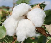 郑州棉花客户端棉花加工数据平台客户端-第2张图片-太平洋在线下载 郑州棉花客户端棉花加工数据平台客户端-第2张图片-太平洋在线下载